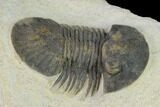 Bargain, Trilobite (Paralejurus spatuliformis?) Fossil - Morocco #137562-2